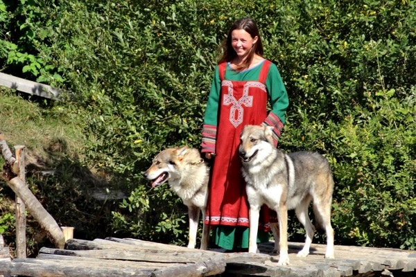 dresseuse loup