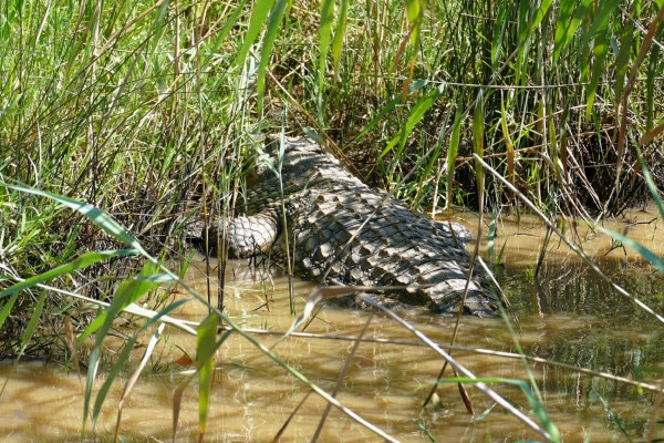 Crocodile en Afrique du Sud