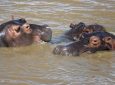 Hippopotame en Afrique du Sud