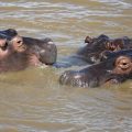 Hippopotame en Afrique du Sud