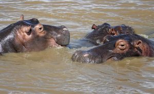 Hippopotame en Afrique du Sud