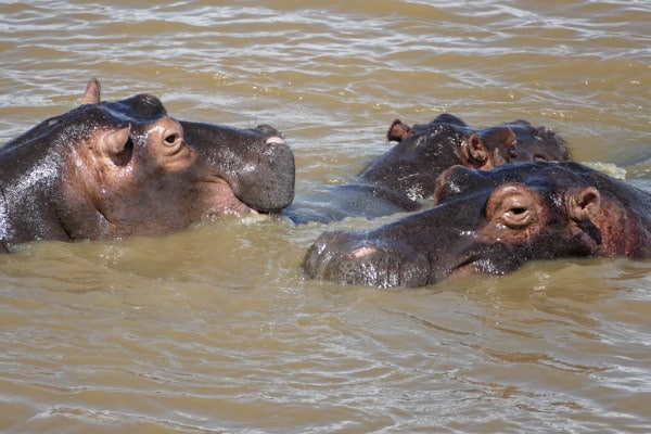 Hippopotame en Afrique du Sud