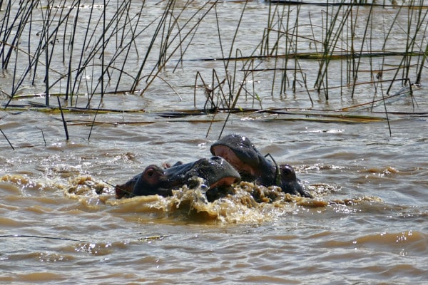 hippopotame