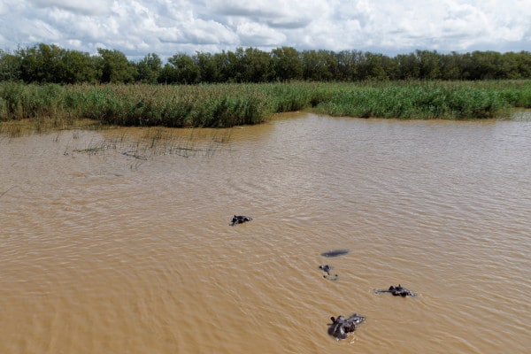 Troupeau d'hippopotames