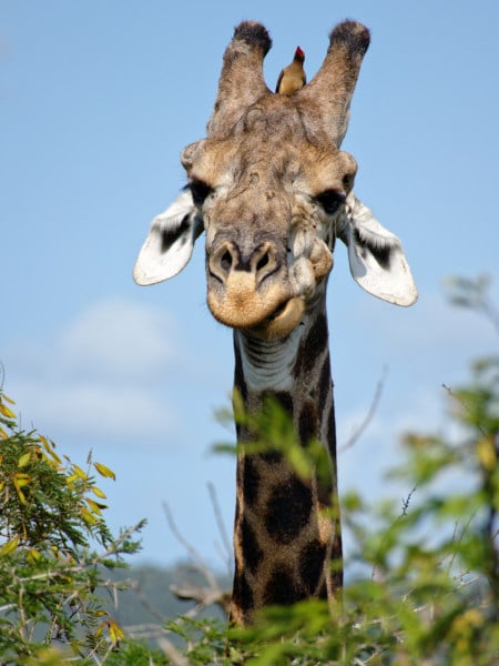 Girafe