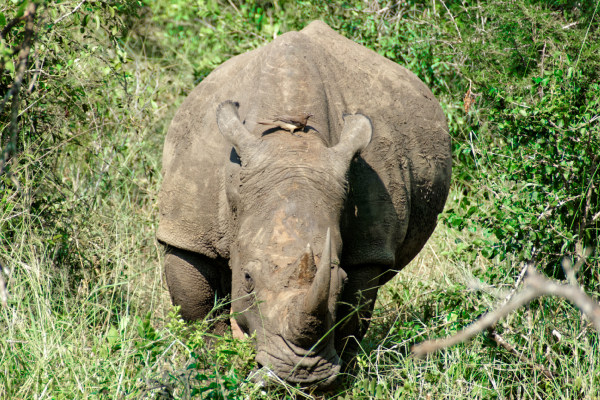 Rhinocéros