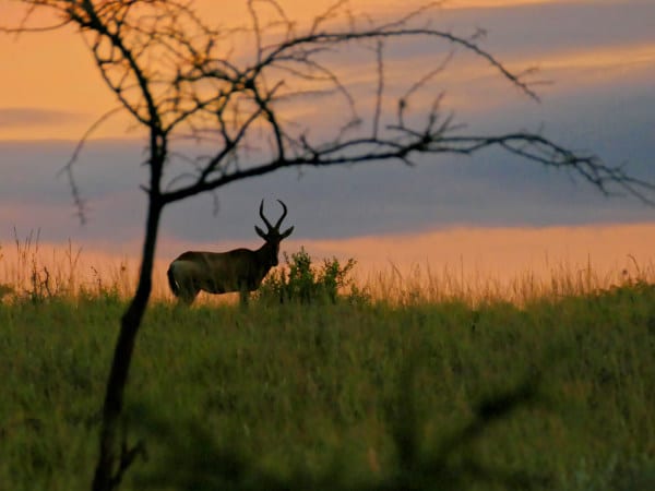 Antilope