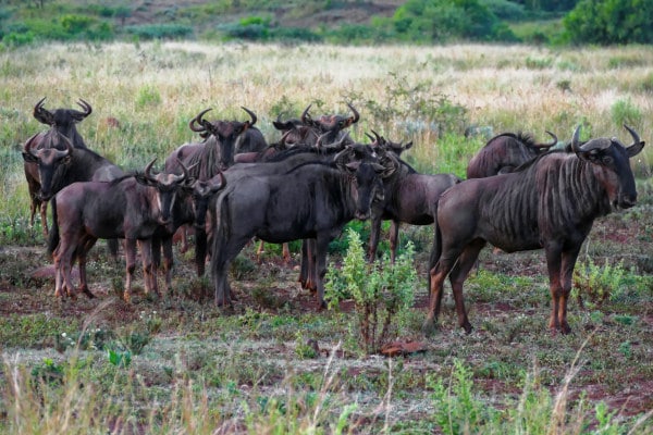 Safari - Troupeau de Gnous