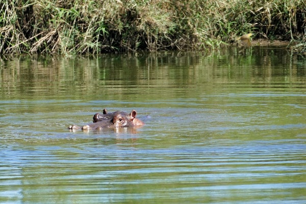 Hippopotame