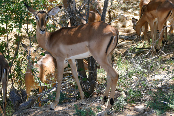 Impala