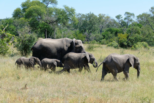 Afrique du Sud - Troupeau d'éléphants