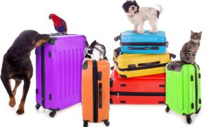 Animaux gardés pendant les vacances